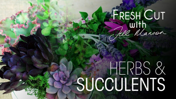 Herbs and Succulents | Fresh Cut