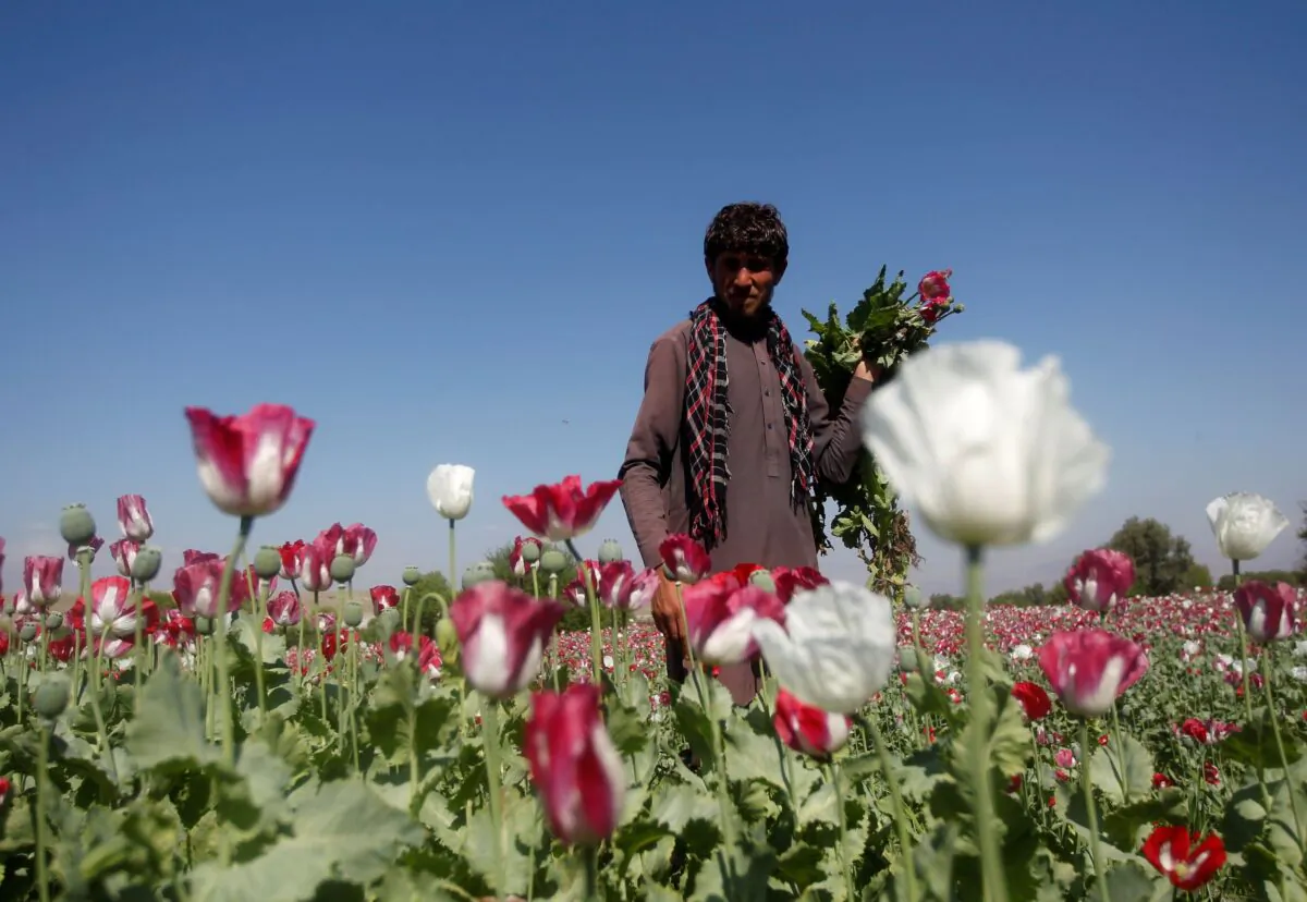 An Afghan man works on a poppy field in Jalalabad province, on April 17, 2014. (Parwiz/Reuters)