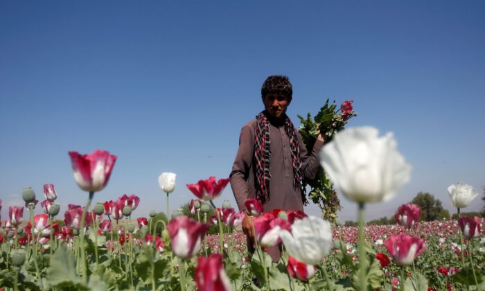 An Afghan man works on a poppy field in Jalalabad province, on April 17, 2014. (Parwiz/Reuters)