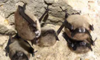 Fungus That Causes Fatal Bat Disease Found in Louisiana
