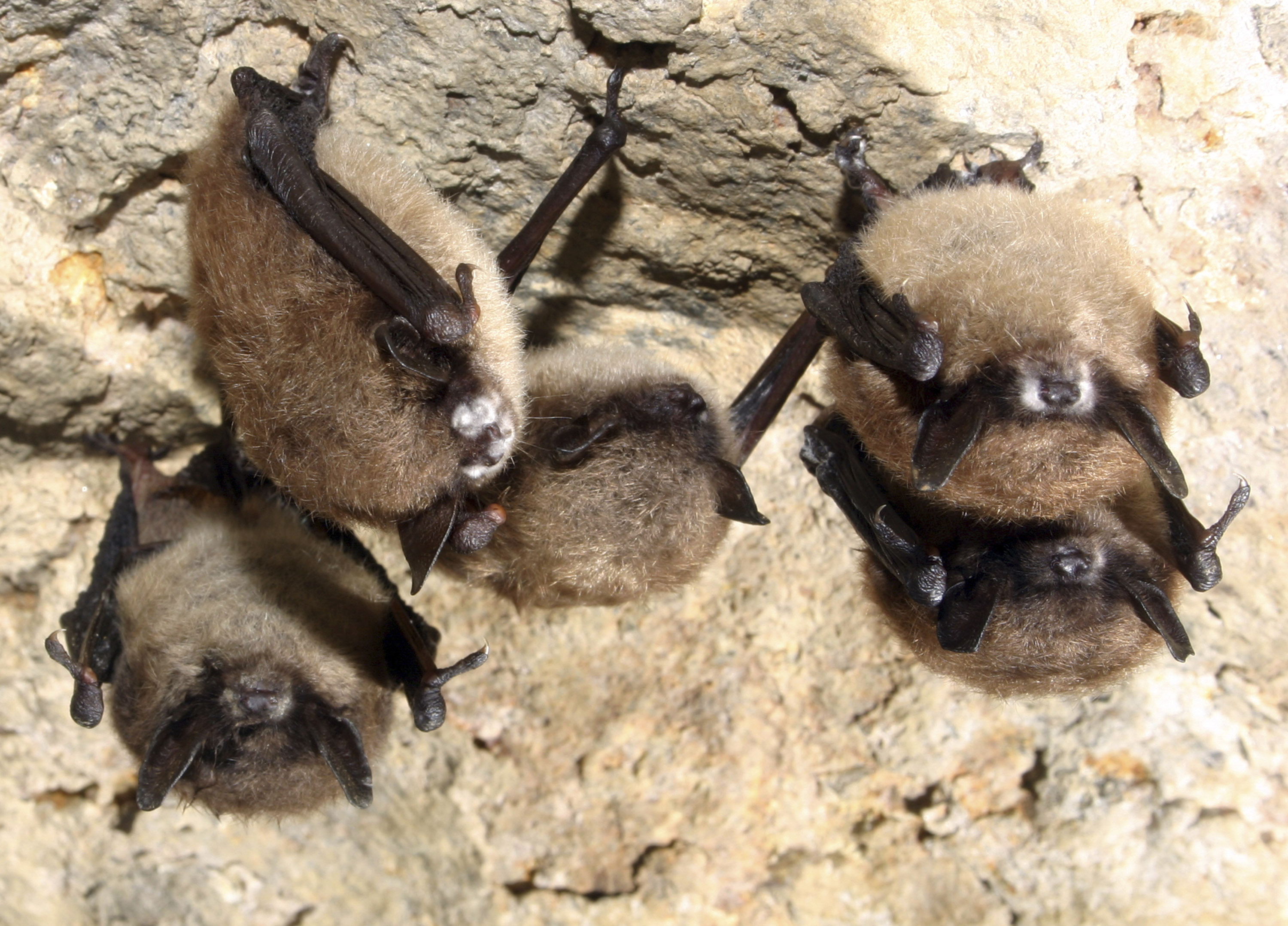 Fungus That Causes Fatal Bat Disease Found in Louisiana - Vimarsana News