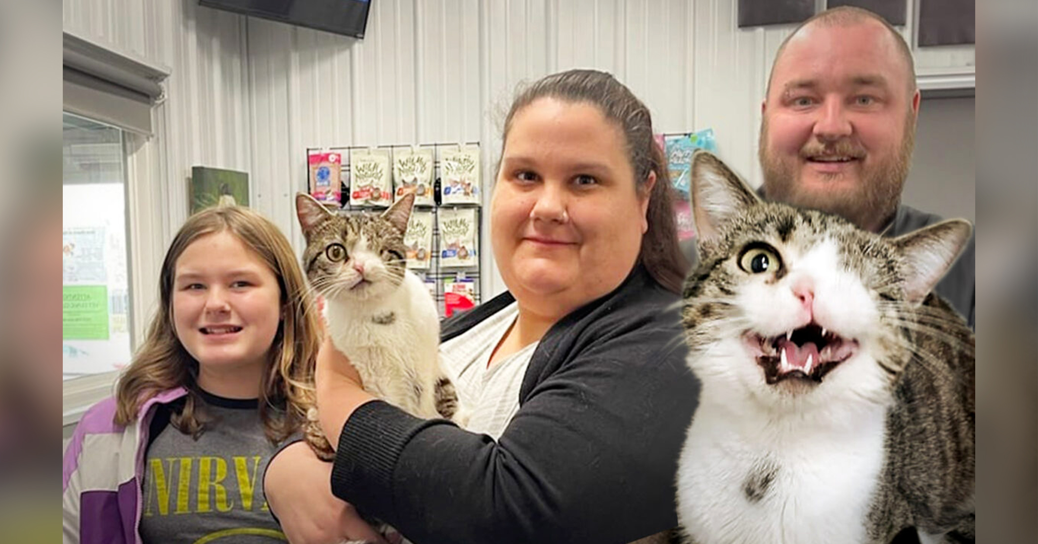 Unwanted Deformed Tabby Cat With One Eye Dropped at Shelter, Gets