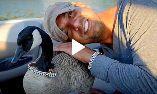Man Rescued a Gosling and Now Has a Whole Goose Family Flying Alongside His Boat