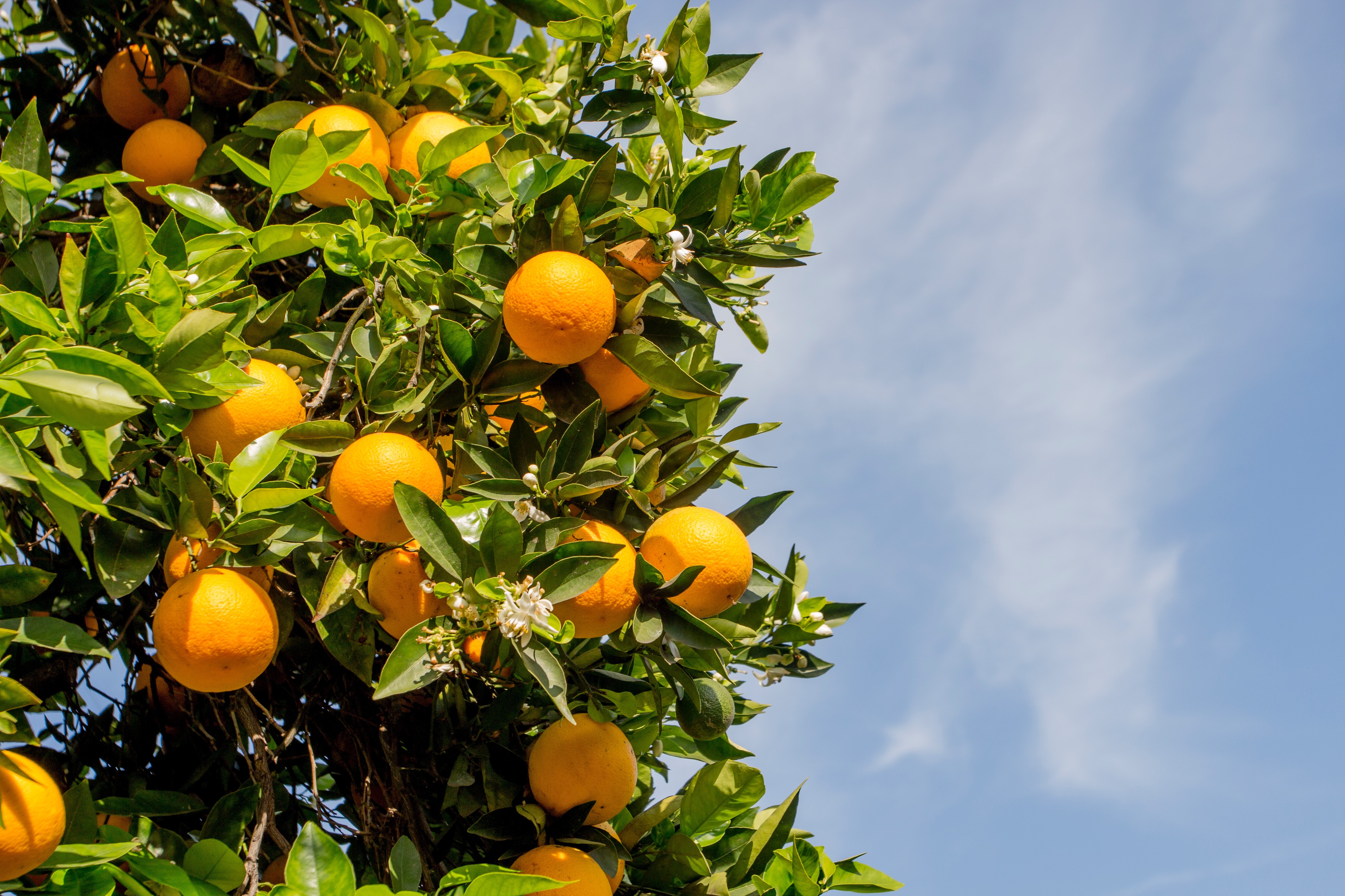 Epoch Times Photo