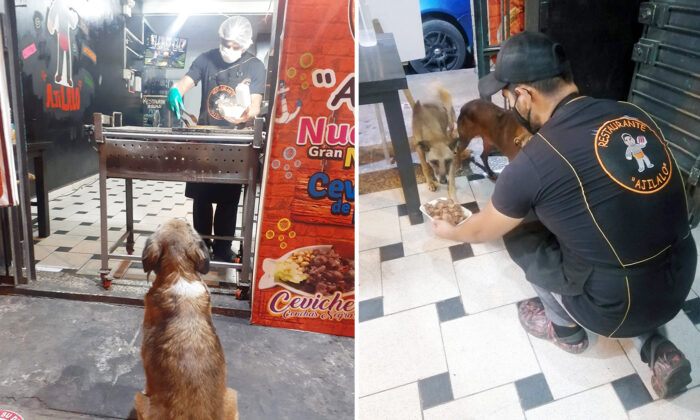 Stray Dogs Know This Shop Prepares Free Meals, So They Wait Patiently for Their Turn
