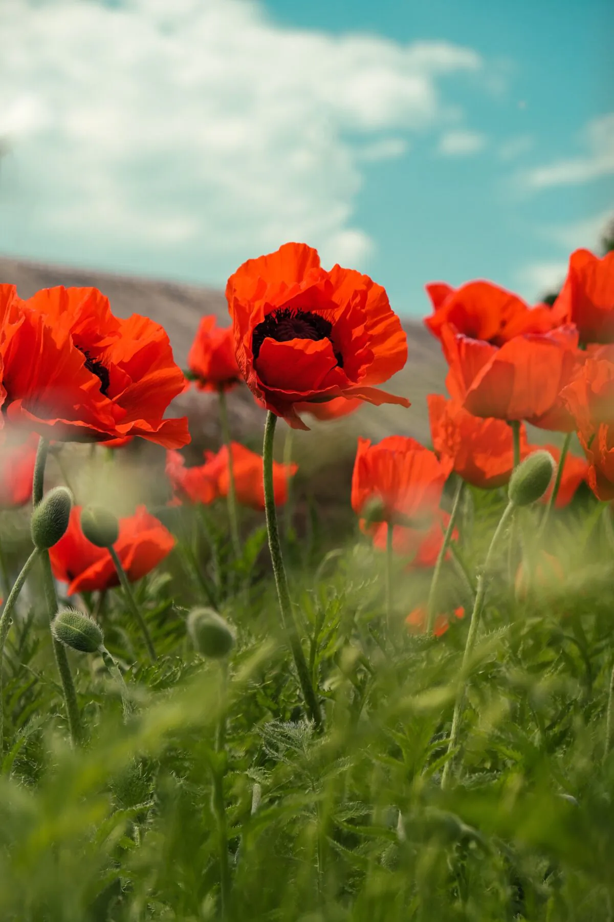 The poppy flower is one of the most widely known flowers around the world, and it has a range of symbolic meaning. (Farrinni/Unsplash)