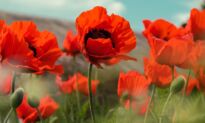 All About The Poppy Flower
