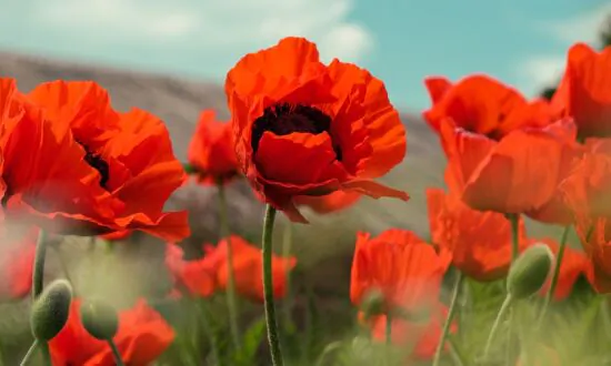 All About The Poppy Flower