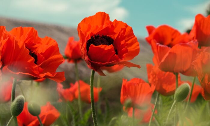 All About The Poppy Flower The Epoch Times