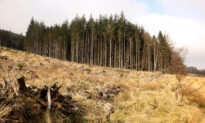 Significant Amount of Welsh Farming Land Being Lost to ‘Greenwashing’ Carbon Offset Projects
