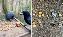 Woman Befriends Crow Family Who Leaves Her With Small Gifts as a Token of Their Gratitude