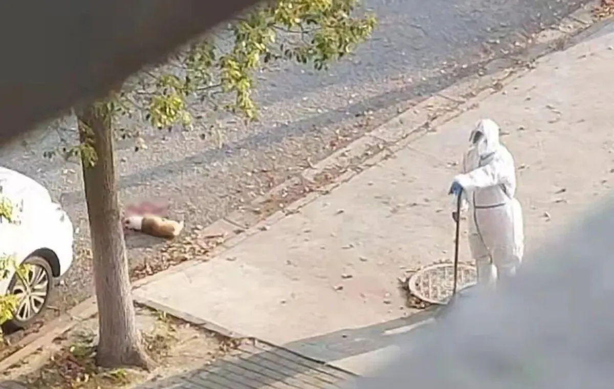 A Corgi dog lies in the street after being killed by regime staff in Shanghai on April 6, 2022. (Screenshot via The Epoch Times)