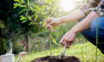 Composting the Dead Devalues the Importance of the Living