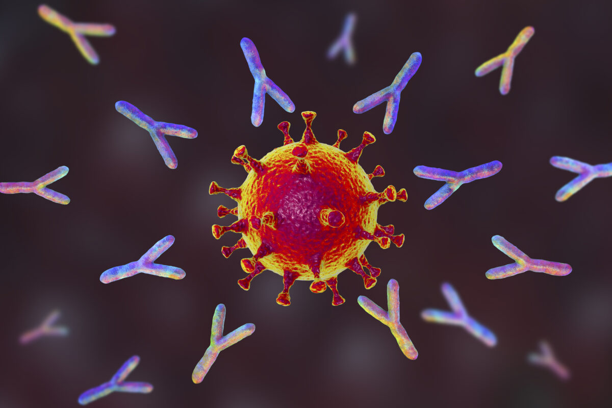 Illustration of antibodies (y-shaped) responding to an infection with the new coronavirus SARS-CoV-2. (Getty Images)