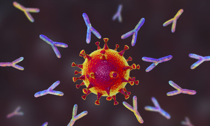 Illustration of antibodies (y-shaped) responding to an infection with the new coronavirus SARS-CoV-2. (Getty Images)