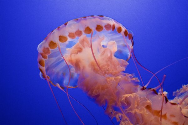 jelly