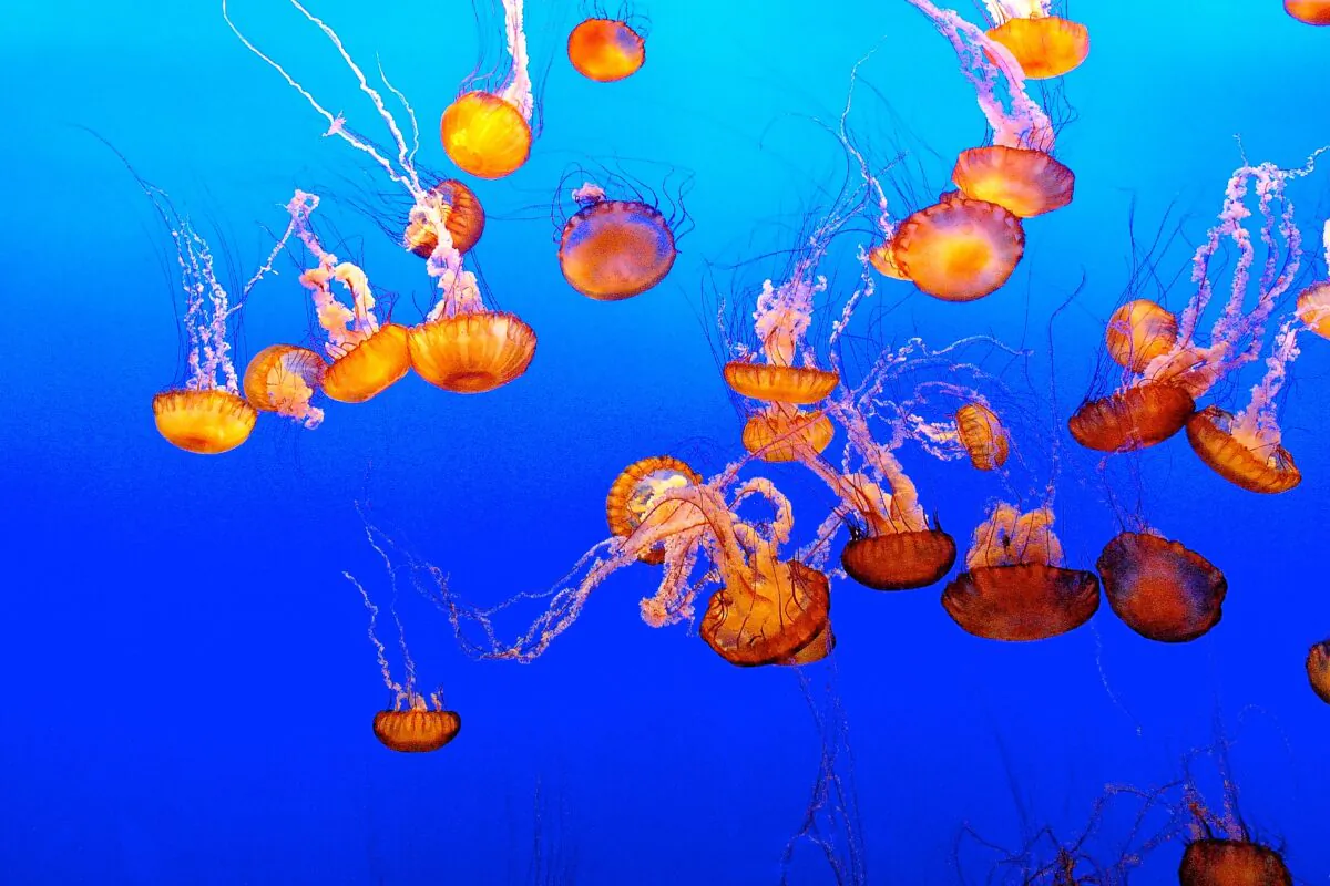Pacific sea nettles have long tentacles covered with stinging cells for hunting prey. (courtesy of Karen Gough)