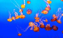 A Visit to the Monterey Bay Aquarium