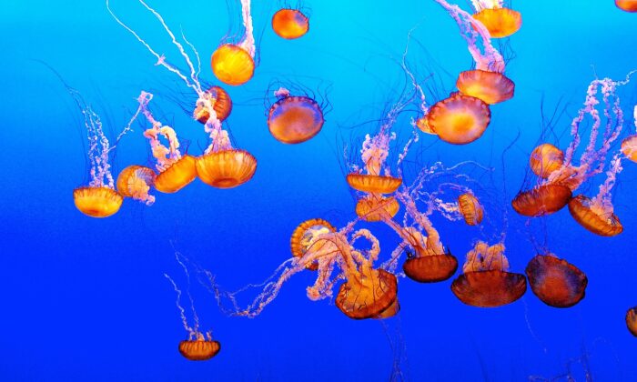 Pacific sea nettles have long tentacles covered with stinging cells for hunting prey. (courtesy of Karen Gough)
