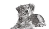 The Well-Behaved Pet: Teach the Pooch Good Manners