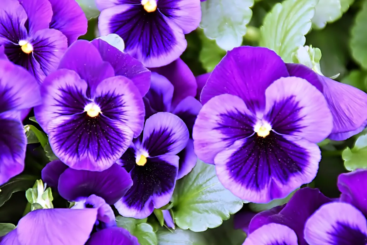 Violets symbolize truth and loyalty, modesty, wisdom, and humility.  (wanchalerm_Thailand/Shutterstock)