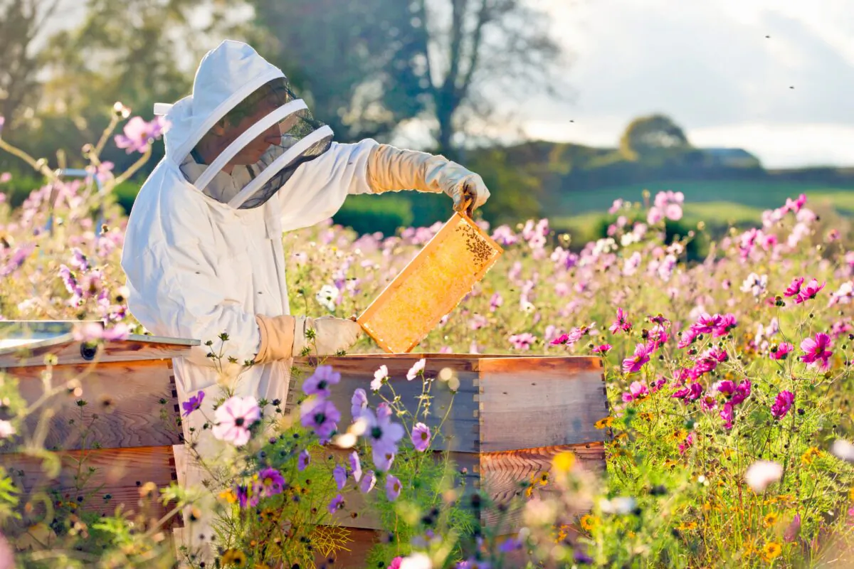 Beekeeping is a skill that can teach you a lot about bees if you are willing to listen. (Juice Flair/Shutterstock)
