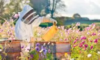 Listening to the Bees
