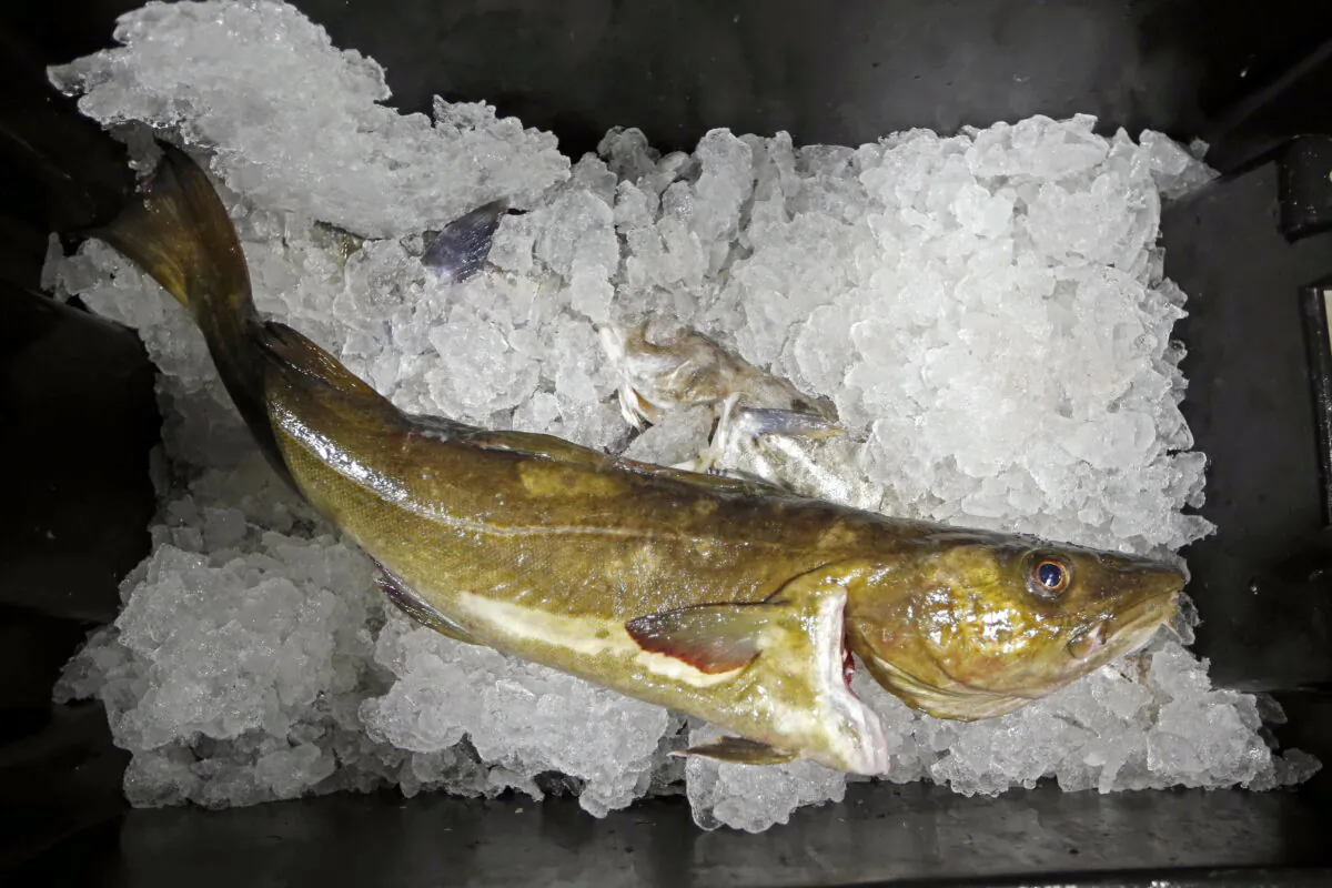 A cod to be auctioned sits on ice at the Portland Fish Exchange, in Portland, Maine, on Oct. 29, 2015. (Robert F. Bukaty/AP Photo)