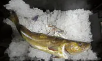 Seafood Biz Braces for Losses of Jobs, Fish Due to Sanctions