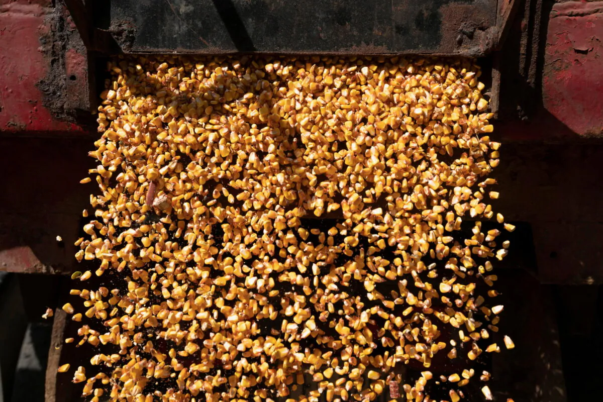 A load of corn is poured from a truck into a grain silo on the Nething's family farm in Ravenna, Ohio, on Oct. 11, 2021. (Dane Rhys/Reuters)
