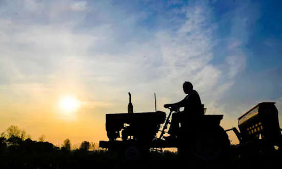 China’s Dependence on Imported Seeds Threatens Food Security: Analyst