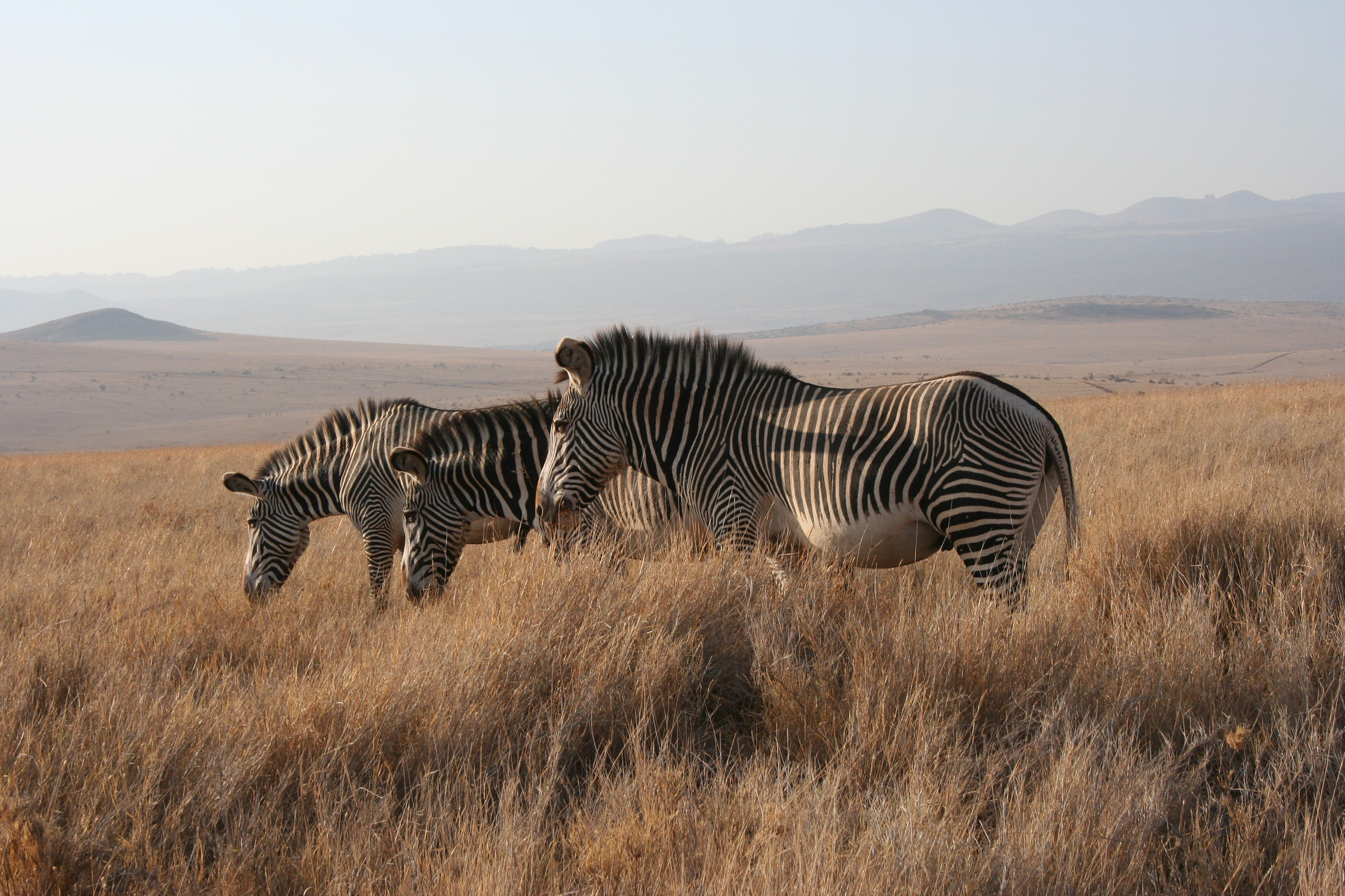 A trio of Grevy’s zebra feed on Kenya’s sweet grasses.