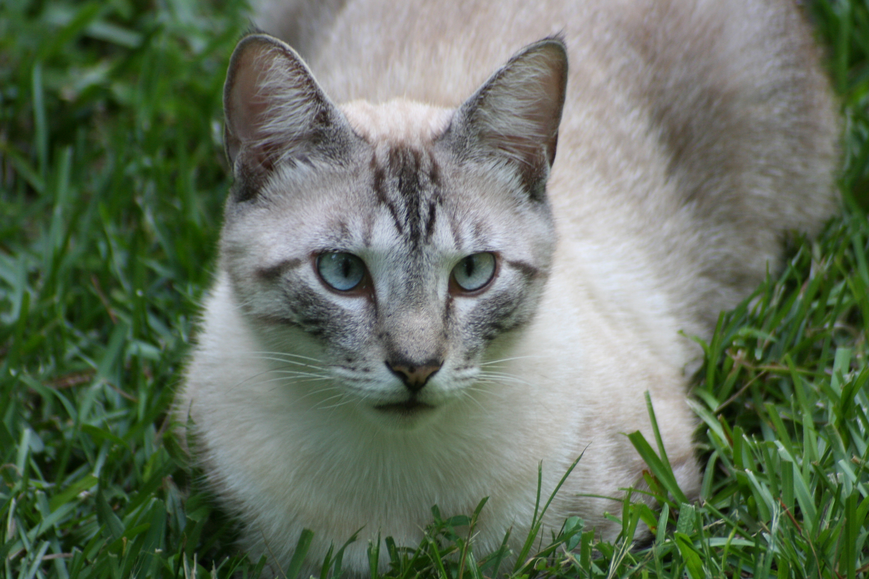 A house cat walks through the grass.