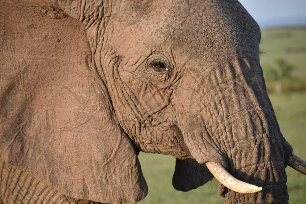 Quietness reigns across Africa's savannas, and without the constant interruption of Wi-Fi and its blips and bleeps, scenery and glimpses of wildlife, such as this bull elephant in Kenya's Masai Mara, are unmarred. (Mary Ann Anderson/TNS)
