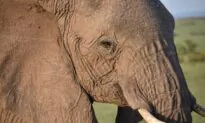 Travel for Two: Plug Into Africa’s Amazing Wildlife Instead of All That Tech