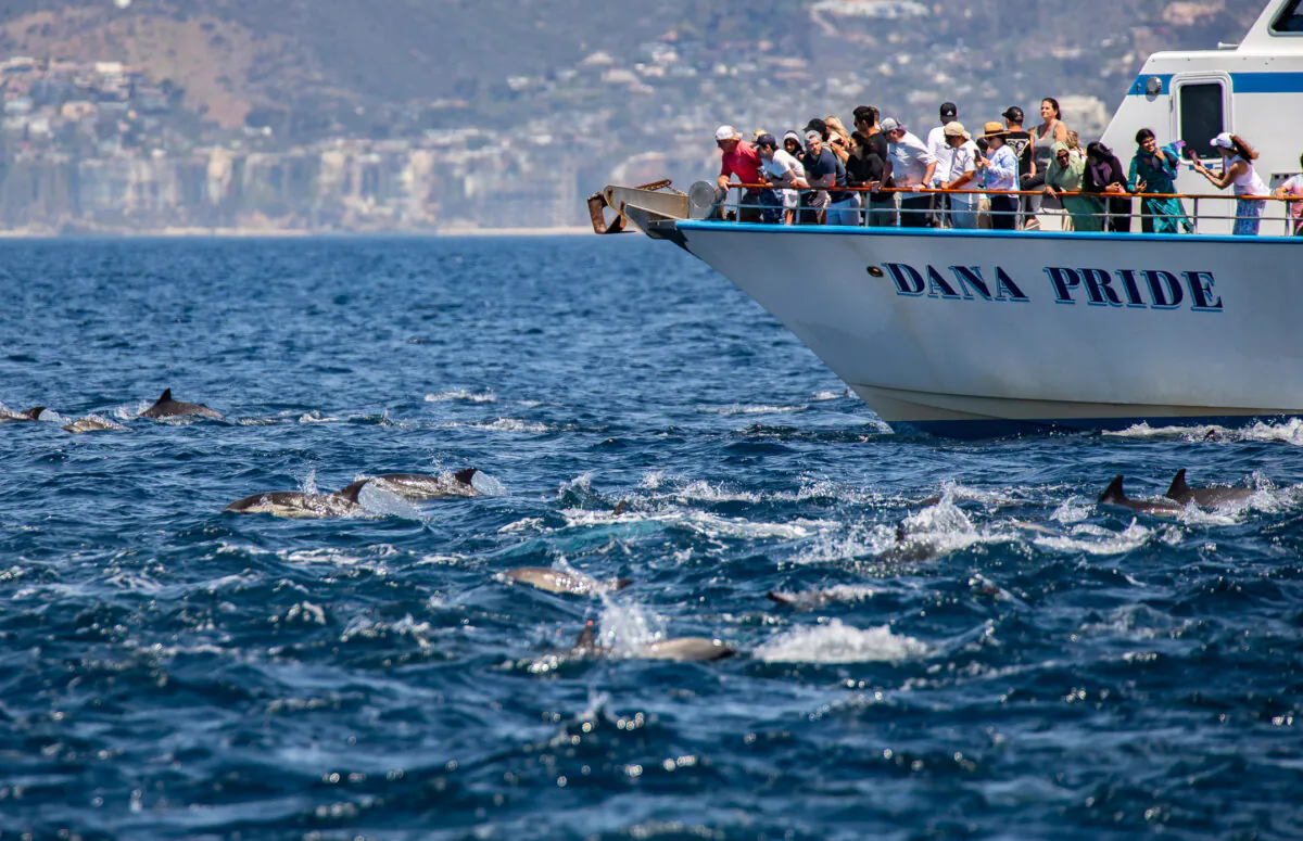 Dana Point tourists partake in a whale watching tour outside of Dana Point Harbor, Calif., on April 7, 2022. (John Fredricks/The Epoch Times)