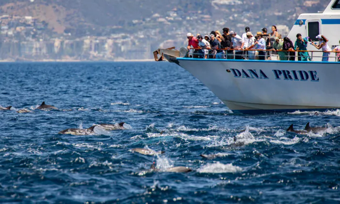 Dana Point tourists partake in a whale watching tour outside of Dana Point Harbor, Calif., on April 7, 2022. (John Fredricks/The Epoch Times)