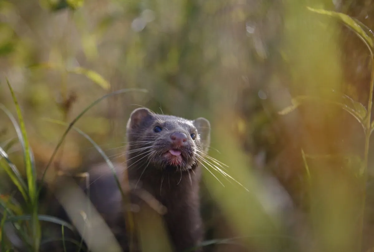 A mink sniffs the air as he surveys the river beach in search of food, in a meadow near the village of Khatenchitsy, Belarus, northwest of Minsk, Sept. 4, 2015. (The Canadian Press/AP-Sergei Grits)