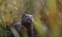 BC Court Denies Interim Request by Mink Farmers Ahead of Their COVID-19 Challenge