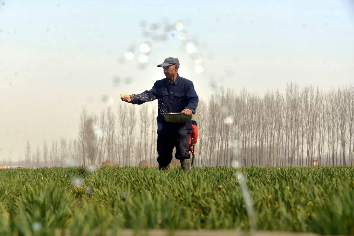 Chinese farmers working in a wheat field in Chiping County, Liaocheng, Shandong Province, March 15, 2017.(STR/AFP via Getty Images)