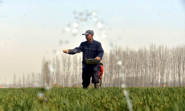 Chinese farmers working in a wheat field in Chiping County, Liaocheng, Shandong Province, March 15, 2017.(STR/AFP via Getty Images)