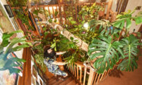 Real-Life Tarzan: Plant-Lover Spends Over $26,000 Turning Home Into Jungle