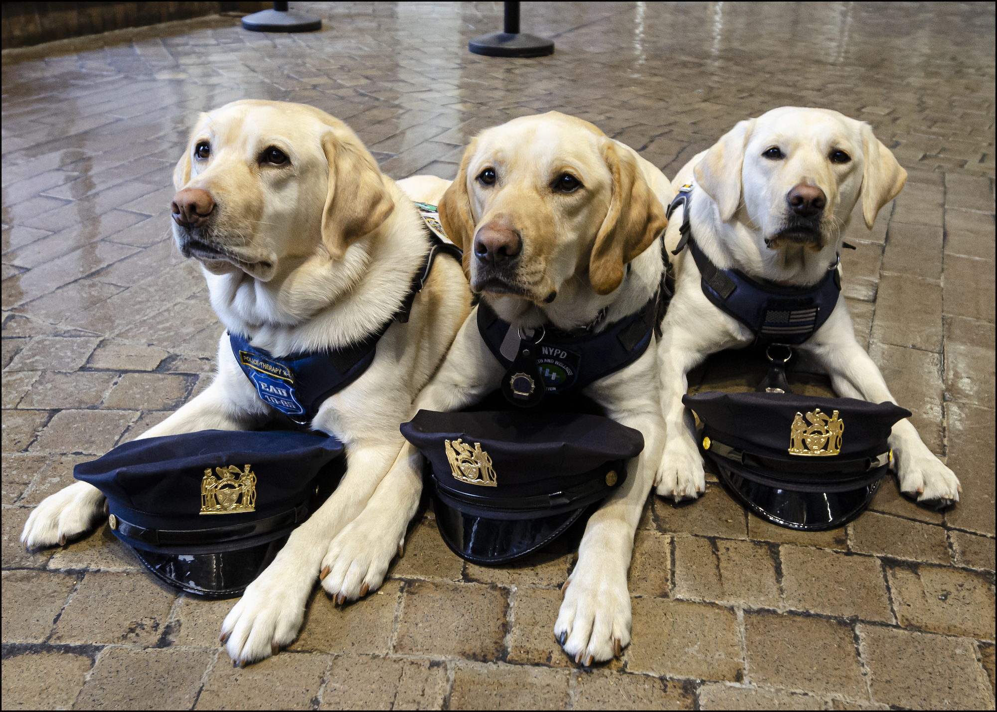 To Protect and Cuddle: NYPD's Therapy Dogs on the Job - Vimarsana News