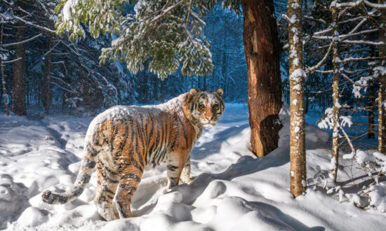 Photographer Captures an Incredible Image of a Rare, Endangered Siberian Tiger