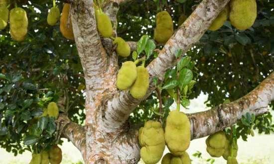 Strange, Nutritious, and Delicious: Jackfruit