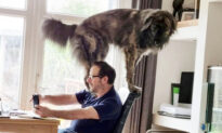 Hilarious Photos Show Pet Owner Struggling to Work From Home Around His Massive Dog