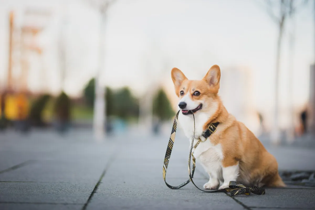 Dogs need at least one walk a day to stay fit and lean. (Jus_Ol/Shutterstock)