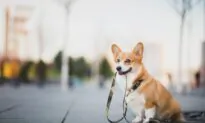 Four Top Tips to Help Your Pets Stay Lean and Healthy