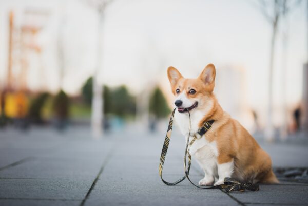 A dog awaits a walk with a leash in his mouth.