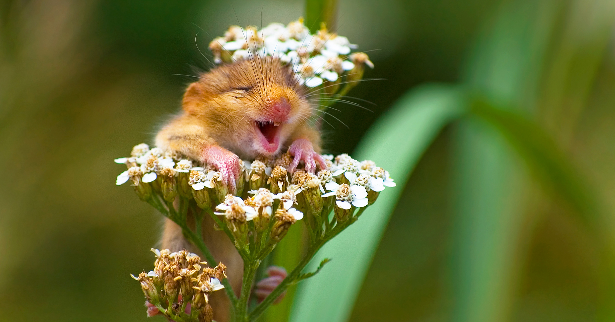 Photographer snaps sweet 'laughing dormouse' perched on flower, and more; charming picture wins award